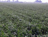 مع دخول موسم الزراعات الشتوية.. الأقصر تعلن علاج 571 فدانا من دودة القصب الكبيرة و125 نخلة من سوسة النخيل الحمراء.. وإطلاق مشروع القرية الخضراء لتعزيز الريف المصرى أمام التغيرات المناخية.. صور