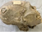 رأس مومياء عمره 350 عامًا تكشف عن ثقافة تشويه الجماجم في بوليفيا