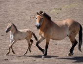 40 عاما من محاربة الانقراض.. الصين تحتضن سلالة حصان برزوالسكى النادرة فى العالم 