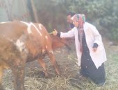 تحصين 160 ألف رأس ماشية فى الجيزة ضمن حملة الحفاظ على الثروة الحيوانية