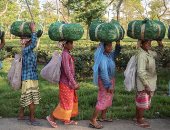 التغيرات المناخية تتلف محصول الشاى فى الهند و تضر الإمدادات العالمية