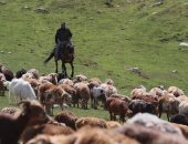 رحلة رعاة الحيوانات فى الصين.. انطلاق موسم هجرة الماشية من مراعي الصيف إلى الخريف