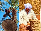 رزق على النخيل.. سواعد البدرشين تحصد الخير فى موسم التمور.. المزارعون: مراحل عمل شاقة الكل بيشارك فيها.. النخلة منافعها كتير وعايشين من خيرها.. وطالع نخل: مهنتى كلها خطورة ومهما شقينا مفيش أحسن من اللقمة الحلال