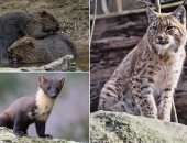 السماح بإعادة إدخال بعض أنواع الحيوانات المنقرضة في إنجلترا لتنشيط الريف