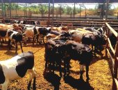 "زراعة الإسماعيلية" تواصل جهودها لدعم صغار المربين وتنفيذ مبادرة البتلو