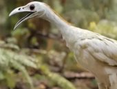 العثور على بقايا أقدم طائر فى العالم.. يثير دهشة العلماء بالصين 