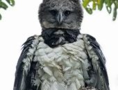 بعد 20 عامًا.. أقوى الطيور بأمريكا الجنوبية تعود للظهور فى الأرجنتين