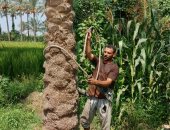 بلد المليون نخلة.. قصة أشهر طالع نخل فى مدينة القرين بالشرقية.. "سعيد أبو حسن" ورث المهنة المحفوفة بالمخاطر عن والده وأجداده.. يتسلق 30 مترا خلال دقائق معدودة.. ومهارته يشهد لها الجميع.. فيديو وصور