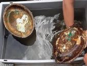 كنوز مذهلة فى "شقيقة تيتانيك" بعد أكثر من 100 عام من انفجارها