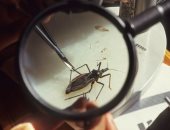 يسبب أمراض القلب.. خبراء يؤكدون توطن مرض "شاجاس" فى الولايات المتحدة