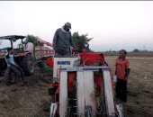 فرحة المزارعين بحصاد محصول الأرز.. مباشر من الشرقية