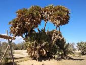 الحجر الزراعى: تصدير 35 طن دوم إلى 7 دول فى 2025