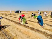تجفيف الطماطم.. مشروع العمر لأبناء الجنوب.. الأقصر تشهد بدء موسم زراعة الطماطم فى الظهير الصحراوى.. أحد رواد التجفيف من ذوى الهمم: ثانى أهم محصول بعد القصب.. ويكشف: وصل سعر تصديرها مجففة 3 دولارات للكيلو.. صور