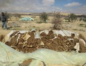 مزارع الموت فى قلب الرمال.. كيف تسقط قلاع الكيف أمام ضربات الداخلية؟