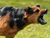 وفاة طفل بأزمة قلبية خوفا من كلب فى أحد شوارع قرية كلاحين أبنود بقنا