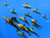 كائنات بحرية مهددة بالانقراض.. القروش والسلاحف والدلافين وأسماك نابليون والمانتا 