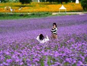 حقول اللافندر فى الصين تستقطب آلاف السياح كل عام