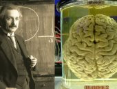 تقنية صينية جديدة قد تفتح الباب لتحليل دماغ أينشتاين المحفوظ