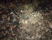 احتراق 3 أفدنه نتيجة اندلاع النيران فى شونه تخزين البصل فى بنى عبيد بالدقهلية