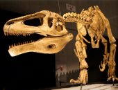 عودة الديناصورات.. هيكل عمره 165 مليون سنة وآخر يحمل عظمة تمساح فى فكه