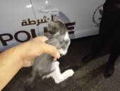 مشهد إنسانى مؤثر.. رجال الشرطة ينقذون قطة علقت داخل عمود إنارة فى بورسعيد (صور)