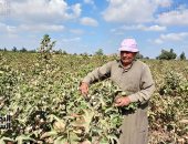 نورت يا قطن النيل.. بدء موسم جنى الذهب الأبيض فى 36863 فدانا صنف جيزة 94 بزمام محافظة الشرقية.. مدير عام الزراعة 23 حلقة تسويقية لتسلم المحصول من المزارعين ومتوسط إنتاجية الفدان من 8 إلى 11 قنطارا