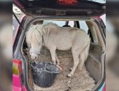 امرأة ألمانية تضع حصانا فى المقعد الخلفى لسيارتها وترفض دفع الغرامة