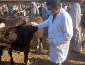 بيطرى الأقصر تحكم رقابتها على أسواق الماشية بفحصها وتحصينها.. صور