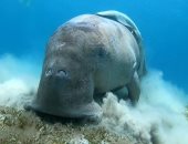 الدوجونج.. عروس البحر موطنها الأصلى مرسى علم ومهددة بالانقراض "صور"