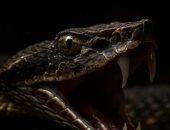 وحش الغابات يعود من الماضى.. أفعى مفقودة منذ 64 عامًا تظهر فى سنغافورة