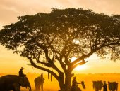 أسبوع الحيوان العالمى يزيد الوعى ويحفز المجتمعات على التحرك لحياة أفضل