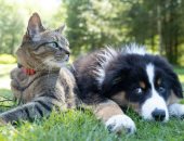 زوجان حديثا العهد يطلبان الطلاق لعدم توافق حيواناتهما الأليفة