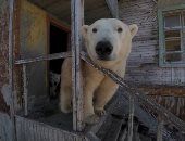 الدببة القطبية تفرض سيطرتها على محطة أبحاث فى روسيا