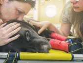 شاب يوثق لحظة شفاء كلبته من السرطان بعد بتر ساقها.. فيديو وصور