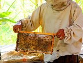 من غيط القطن إلى منحل العسل.. رحلة الذهب الأبيض في قلب الطبيعة المصرية