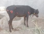 السيطرة على حريق فى حوشين بطهطا ونفوق عدد من الماشية.. صور