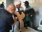 محافظ سوهاج: الطب البيطرى يوزع 80 رأس أغنام للمستفيدين بعرابة أبو عزيز بالمراغة