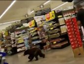 دب يفاجئ المتسوقين فى متجر بولاية أريزونا الأمريكية.. فيديو