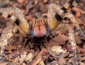 عنكبوت الموز يثير الرعب فى أوروجواى بعد انتشاره فى المتاجر 