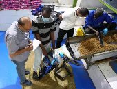 وزارة العمل: تحرير 6185 محضرا خاصا بتراخيص عمل الأجانب خلال 22 يوما فقط