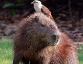 اليوم العالمي للحيوان.. لماذا يحتفل العالم به؟