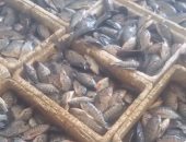 مبادرة من شباب بلطيم لبيع أسماك البلطي السوبر بـ 35 جنيها.. فيديو