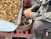 انطلاق موسم زراعة البطاطس بالسطارة في الدقهلية.. فيديو وصور