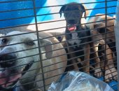 شيرين أنقذت كلابا صغيرة من القتل فأجبرتها جهة عملها على تقديم استقالتها.. وتؤكد: حررت محضرا لمدير مستشفى بعدم التعرض لهم.. واستنجدت بجمعيات الرفق بالحيوان لإنقاذهم فاعتذروا فأويتهم في بيتي.. صور