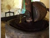 المعصرة الحجرية.. أقدم آلة لعصر الزيتون في الواحات.. من هنا يخرج أحلى زيت زيتون أصلي