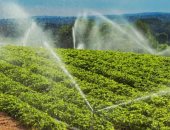 شركة ناشئة تستخدم الذكاء الاصطناعى لتقليل استهلاك المياه وزيادة المحاصيل