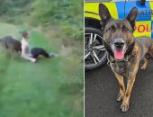 كلب شرطة شجاع يطيح بلص مجوهرات فى بريطانيا.. فيديو