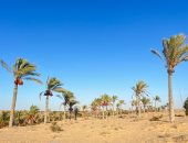 من صحراء جرداء لجنة خضراء.. أرض البطولات فى سيناء تتحول لمزارع منتجة