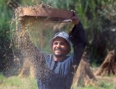 انطلاق حصاد السمسم.. الذهب يلمع تحت شمس الغيطان