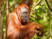 محمية إنسان الغاب تمنح الأمل لحماية الحيوان المهدد بالانقراض فى بورنيو